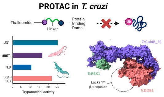 Activity of JQ1, dBET1, and TLD on T. cruzi. (A) IC50 of JQ1, dBET1, TLD, and JQ1+TLD on epimastigotes and trypomastigotes of T. cruzi Dm28c strain. nd: not detected. The table presents the IC50 values together with their corresponding Sy.x (standard deviation of the residuals), which is a statistical measure of the scatter of data points around a best-fit line or curve in a regression analysis. Data correspond to one representative experiment from three independent experimental replicates, n.i.: no inhibition. A typical dose response curve is shown in Figure S1. (B) Dissociation constant (Kd) of JQ1 and dBET1 on TcBDF2 and TcBDF3. A typical melting curve at different concentrations of each compound is shown in Figure S2. (C) Total proteins were evaluated via Coomasie staining and Western blot detection of TcBDF3 and a-tubulin from parasites incubated with different concentrations of dBET1. The figure represents one of two assays performed independently with similar results.