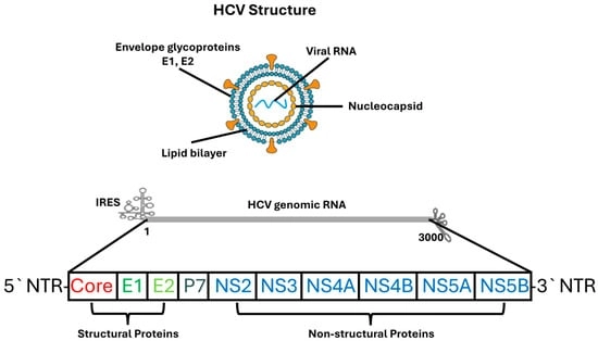 Structure and Genomic Organization of the HCV. The upper panel illustrates the architecture of the HCV virion, which consists of a lipid bilayer envelope embedded with the viral glycoproteins E1 and E2, surrounding an internal nucleocapsid composed of core protein and positive-sense single-stranded RNA. The lower panel depicts the organization of the HCV genome, including the 5′ and 3′ NTRs, IRES, and the single open reading frame encoding structural proteins (Core, E1, E2, p7) and non-structural proteins (NS2, NS3, NS4A, NS4B, NS5A, NS5B). Structural proteins are involved in virion formation and entry, whereas non-structural proteins participate in viral replication, assembly, and host–cell modulation.