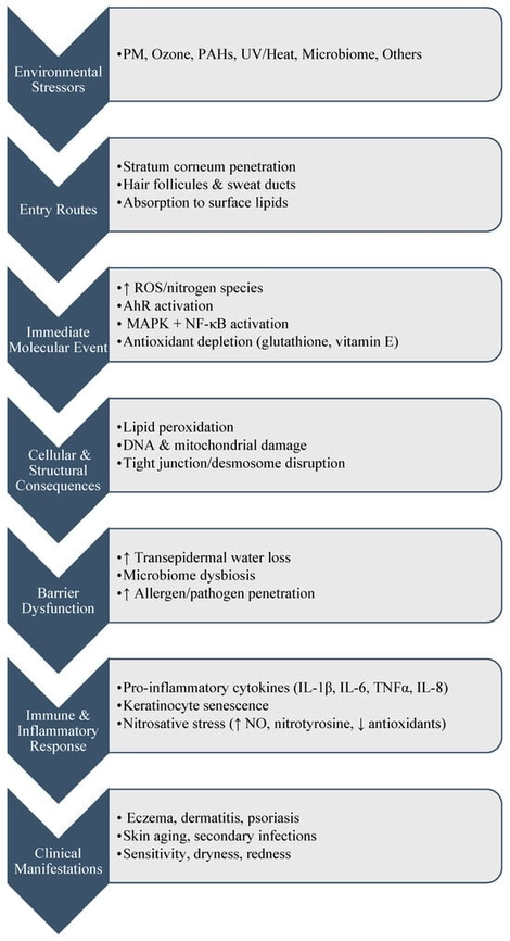 Mechanistic Pathways Linking Environmental Stressors to Cutaneous Barrier Dysfunction and Inflammatory Skin Disease.