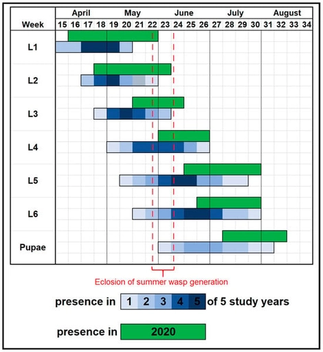 Phenology of L. dispar in Eggenburg in 2020 (green) compared with observations from Eastern Austria in 1993–1995 [6,36] and 2003–2004 [37] (blue). Blue bars are shown as a heatmap: stages recorded in only one of the five reference years appear in the lightest blue, while those recorded in all five years appear in the darkest blue. The red segment (calendar weeks 22–24) indicates adult eclosion of the summer generation of G. porthetriae in 2020.