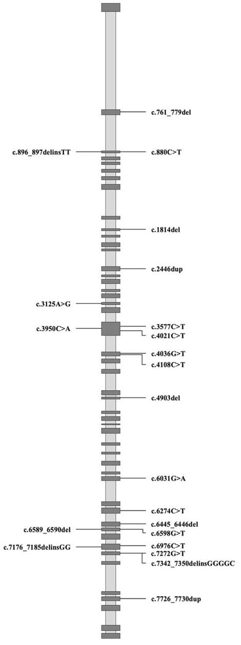 Mapping of Filamin C Variants.