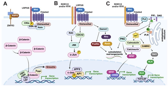 Graphical illustration of the canonical and non-canonical Wnt signaling pathways. (A) In the Wnt/β-catenin signaling pathway, Wnt1 ligands interact with Fzd receptors and the co-receptor LRP5/6, leading to the recruitment of disheveled to the membrane. Disheveled subsequently promotes a complex molecular mechanism that inhibits the activity of the β-catenin destruction complex (APC, Axin, CK1-alpha, and GSK3- β), allowing β-catenin to translocate to the nucleus, interact with the transcription factor TCF/LEF, and activate target gene transcription. (B,C) The non-canonical Wnt/JNK and Wnt/Ca2+ use Fzd receptors have been shown to interact with co-receptors (e.g., ROR and RYK) to activate different intracellular signaling cascades. (B) In the Wnt/JNK pathway, Wnt/Fzd interactions activate a signal transduction cascade, often through Dsh, that leads to cytoskeletal rearrangements and/or transcriptional activation via interactions with the transcriptional effectors ATF2/Jun. (C) Wnts interacting with Fzd receptors can activate a G-protein signaling pathway that triggers Ca2+ release from the endoplasmic reticulum, leading to activation of transduction factors like PKC and Calcineurin that can influence cytoskeletal reorganization and/or NFAT-mediated gene transcription. It is important to note three things: (1) Dsh proteins use distinct domains to activate the different Wnt signaling pathways (N-terminal DIX, the central PDZ, and the C-terminal DEP domains). (2) Wnt, RYK, and ROR interactions have been shown to regulate all three Wnt pathways. (3) Studies indicate that Wnt interaction with ROR and Ryk can activate non-canonical Wnt/JNK and Wnt/Ca2+ signaling independently of Frizzled receptors. Image created in BioRender (https://BioRender.com/8gmwkh3, accessed on 6 July 2025).