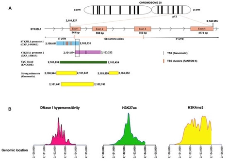 Cis-regulatory elements of STK35L1 Promoter regions. (A) The cartoon illustrates the genomic locations of identified STK35L1 promoters, featuring 5 TSS regions, CpG islands (green), and strong enhancers (yellow boxes). The dashed box shows the overlapping areas of promoter 1 and promoter 2. (B) The line plot displays the aggregated DNase I-seq signals (DNase I hypersensitivity) and ChIP-seq (H3K27ac, H3K4me3) in the genomic locus of promoter regions.