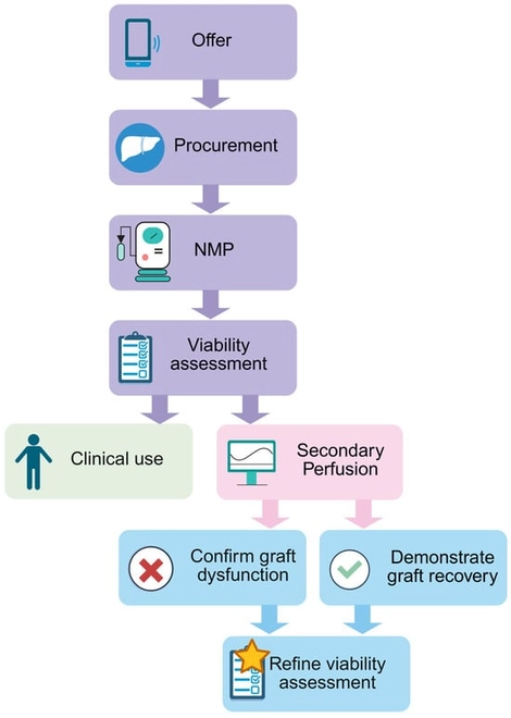 Schematic showing an overview of the secondary perfusion workflow. Created using BioRender.com.