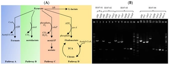 Pyruvate metabolic network and regulation in B. licheniformis. (A): Analysis of pyruvate metabolic pathways in B. licheniformis. (B): Deletions of pflB, alsS, ydaP, and pycA in B. licheniformis H107 and diagnostic PCR verification of mutant strains. M: 1 kb DNA Marker; Lanes 1–2: mutations of pflB in mutant H107-01; Lanes 3–6: mutations of pflB and alsS simultaneously occurred in mutant H107-02; Lanes 7–12: mutations of pflB, alsS, and ydaP occurred simultaneously in mutant H107-03; and Lanes 13–20: mutations of pflB, alsS, ydaP, and pycA occurred simultaneously.