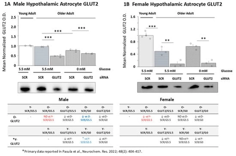 Effects of glucose transporter-2 (GLUT2) gene knockdown on old male and female hypothalamic primary astrocyte GLUT2 protein expression. Old male and female rat astrocyte cultures were pretreated with scramble (SCR) or GLUT2 siRNA prior to incubation in 5.5 (G5.5) or 0 (G0) mM glucose-containing media. Young adult male or female SCR siRNA/G5.5 astrocyte cultures served as controls. Astrocyte lysates were analyzed across treatment groups by Western blot for GLUT2 protein content in three independent experiments. Target protein optical density (O.D.) measures acquired in a Bio-Rad ChemiDoc™ Touch Imaging System were normalized to total in-lane protein (loading control) using stain-free technology and Bio-Rad Image Lab™ 6.0.0 software. Data depict mean normalized GLUT2 protein O.D. values ± S.E.M. for male (A) and female (B) astrocyte treatment groups. In each figure, the solid bar on the left depicts mean GLUT2 O.D. for young adult astrocyte SCR siRNA/G5.5 cultures, whereas old male or female astrocyte treatment groups are illustrated as follows: SCR siRNA/G5.5 (horizontal-striped bars); GLUT2 siRNA/G5.5. (diagonal-striped bars); SCR siRNA/G0 (crosshatched bars); GLUT2 siRNA/G0 (vertical-striped bars). For each sex, mean normalized GLUT O.D. data were compared between young and old SCR siRNA/G5.5 groups by t test and old astrocyte treatment groups were analyzed by two-way ANOVA and the Student–Newman–Keuls post hoc test, using GraphPad Prism, Vol. 8 software. Statistical differences between treatment group pairs are indicated by the following symbols: ** p &lt; 0.01; *** p &lt; 0.001. The tables below (A,B) summarize the results shown in graphic format; results from prior studies involving SCR siRNA/G5.5, GLUT2 siRNA/G5.5, SCR siRNA/G0, or GLUT2 siRNA/G0 treatment on young adult male or female astrocyte GLUT2 protein expression are presented for comparison [56]. The red font denotes a sex difference in the age effect on the SCR siRNA/G5.5 control group’s GLUT2 protein expression. The blue font indicates an age-related change in the treatment effect on the GLUT protein profiles.