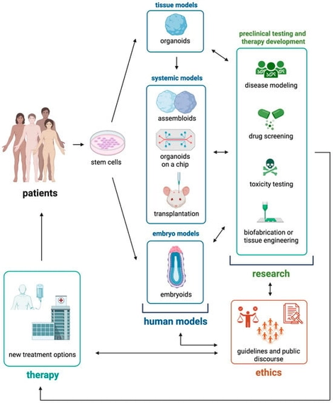 This schematic provides an overview of various human stem cell-derived organoid models and their potential applications as platforms for basic research, drug development, and preclinical testing, which may lead to new therapeutic options for patients. It also underscores the importance of establishing guidelines and fostering public discourse on the ethical, legal, and societal implications associated with emerging technologies in human organoid research. The image was created in BioRender (Wörsdörfer, P. (2025), https://BioRender.com/8310ef4, accessed on 3 December 2025).