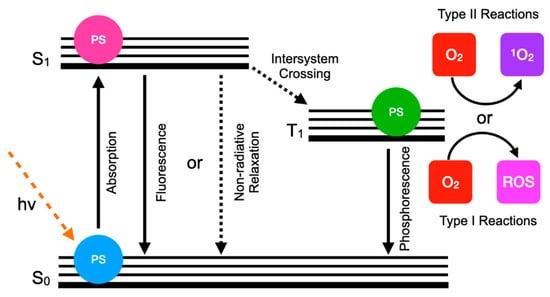Schematic of the mechanism for singlet oxygen (1O2) and reactive oxygen species (ROS) generation from a photosensitizer (PS).