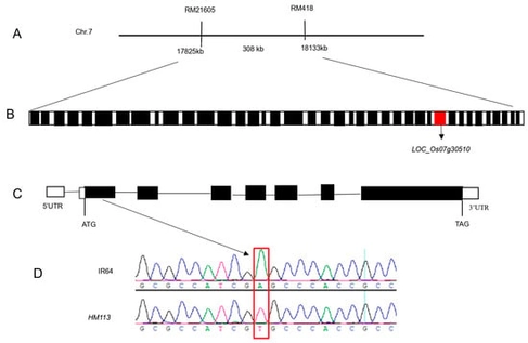 Map-based cloning of HM113. (A) The gene HM113 is positioned on chromosome 7, specifically between the markers RM21605 and RM418. (B) In the 308 kb area, 39 ORFs were identified. The red box indicates LOC_Os07g30510, while the other black boxes represent different open reading frames (ORFs). (C) LOC_Os07g30510 gene structure: white boxes are 5’UTR and 3’UTR, black boxes are exons, and lines are introns. (D) A to T point mutation sequence analysis in WT IR64 and HM113 in the 1st exon.