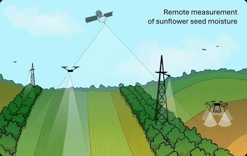 The appearance of a sunflower field (a). The upper and underside of a sunflower inflorescence (b).