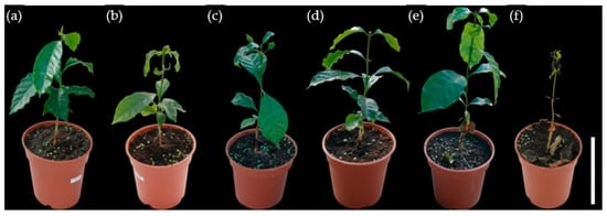 Representative phenotypic appearance of C. arabica seedlings under ZnO NPs treatments and control conditions. (a) Optimal soil; (b) acidic soil; (c) ZnO NPs 10 mg L−1; (d) ZnO NPs 25 mg L−1; (e) ZnO NPs 50 mg L−1; (f) ZnO NPs 100 mg L−1. White scale bar = 15 cm.