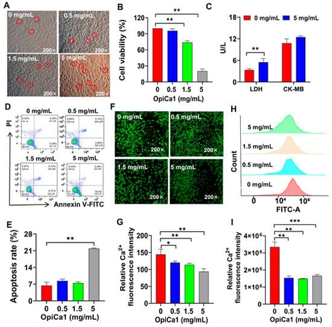 Functional Evaluation of OpiCa1 in H9c2 Cardiomyocytes. (A) Morphological map of cells intervening with 0–5 mg/mL OpiCa1. Red circles indicate morphologically abnormal cells. (B) Cell viability of Opica1 on H9c2 cells. n = 6–8. (C) LDH and CK-MB released by OpiCa1. n = 6. (D,E) H9c2 cell apoptosis tested by flow cytometry. n = 3. (F,G) Fluorescence images of intracellular Ca2+ detected by Fluo-4 AM. n = 3. (H,I) Intracellular Ca2+ tested by flow cytometry with Fluo-4 AM. n = 3. Data are presented as mean ± SEM. Statistical analysis was performed using Student’s t-test. * p &lt; 0.05; ** p &lt; 0.01; *** p &lt; 0.001.