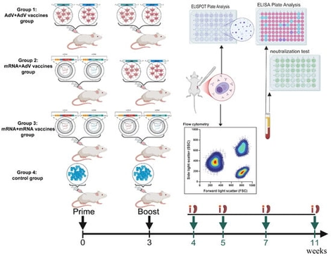 Schedule of Immunization and detection strategies in Balb/c mice.