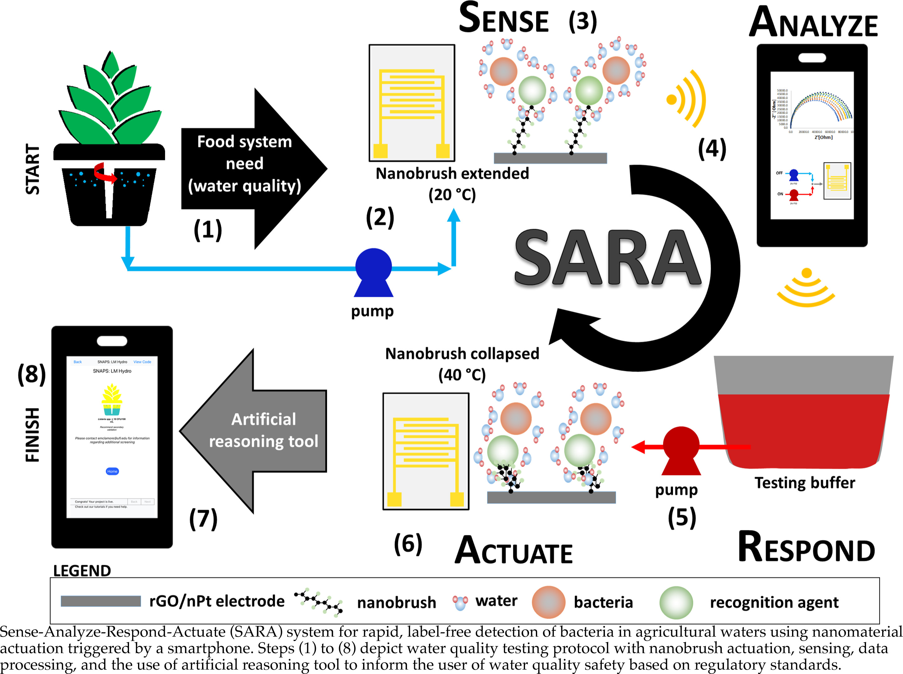 Actuators Free Full Text Sense Analyze Respond Actuate Sara Paradigm Proof Of Concept System Spanning Nanoscale And Macroscale Actuation For Detection Of Escherichia Coli In Aqueous Media Html