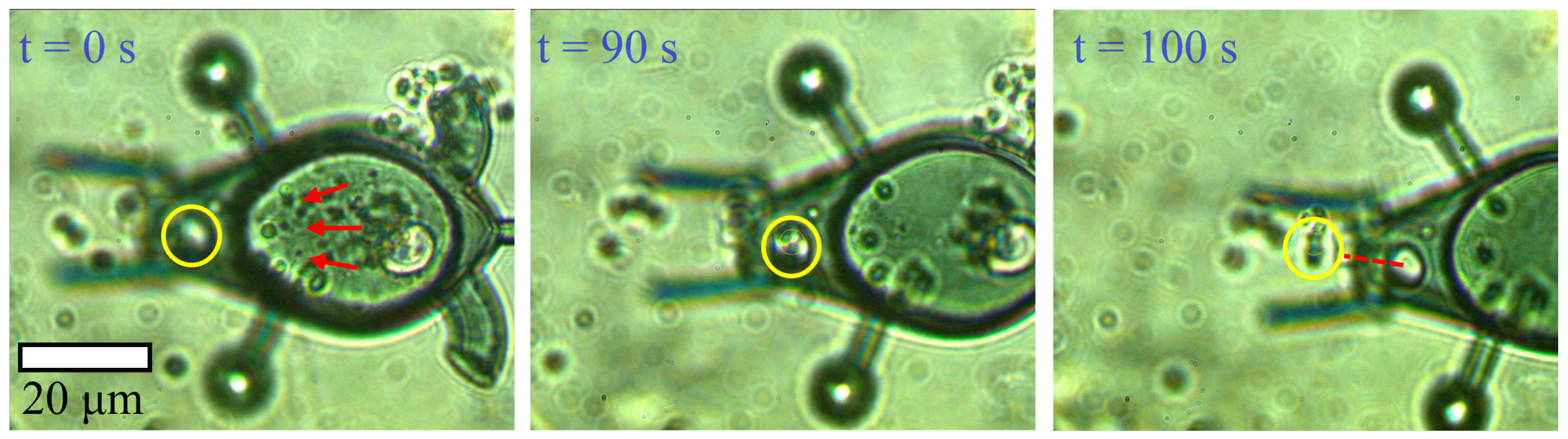 Actuators 14 00229 g013