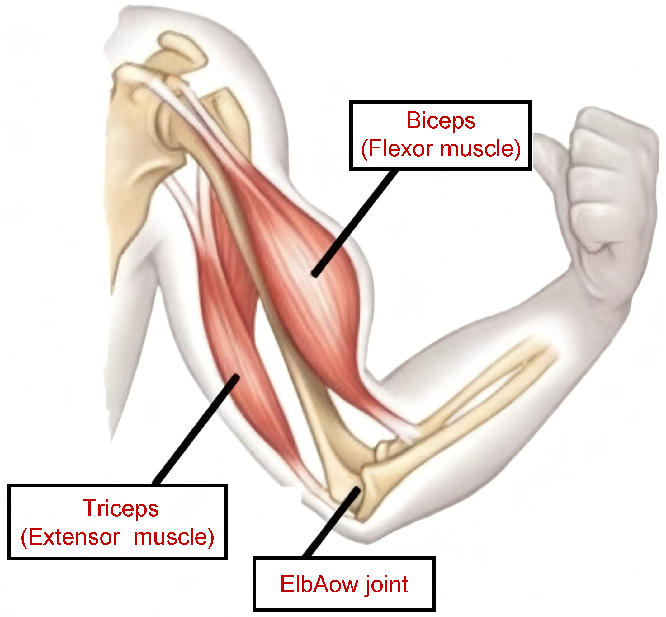 Actuators 15 00021 g001