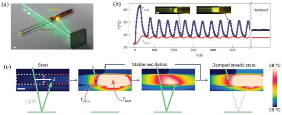Geometry-Flexible Liquid Crystal Elastomer Self-Oscillator Enabled