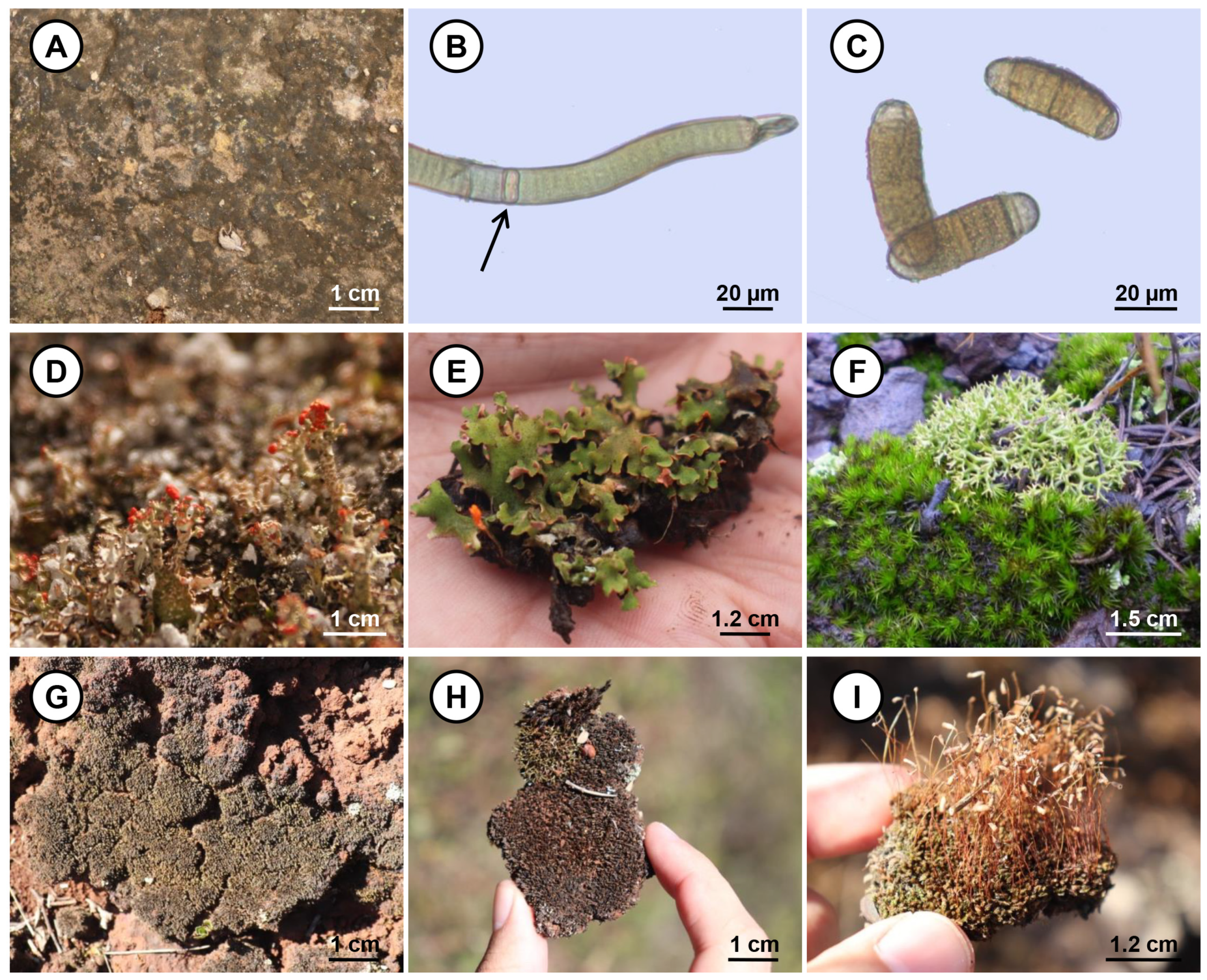Aerobiology 03 00001 g001