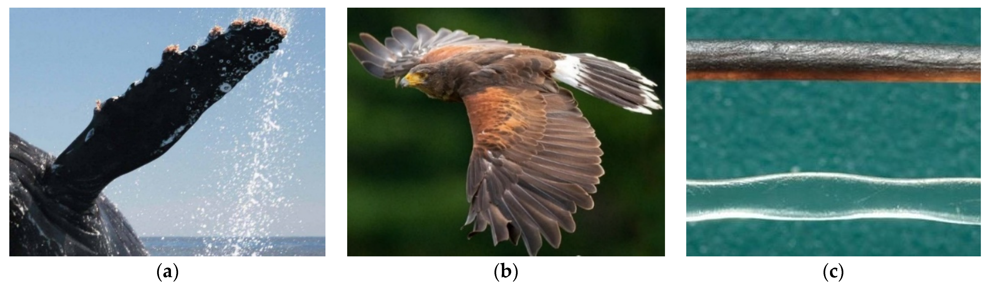 Aerospace 11 00328 g001