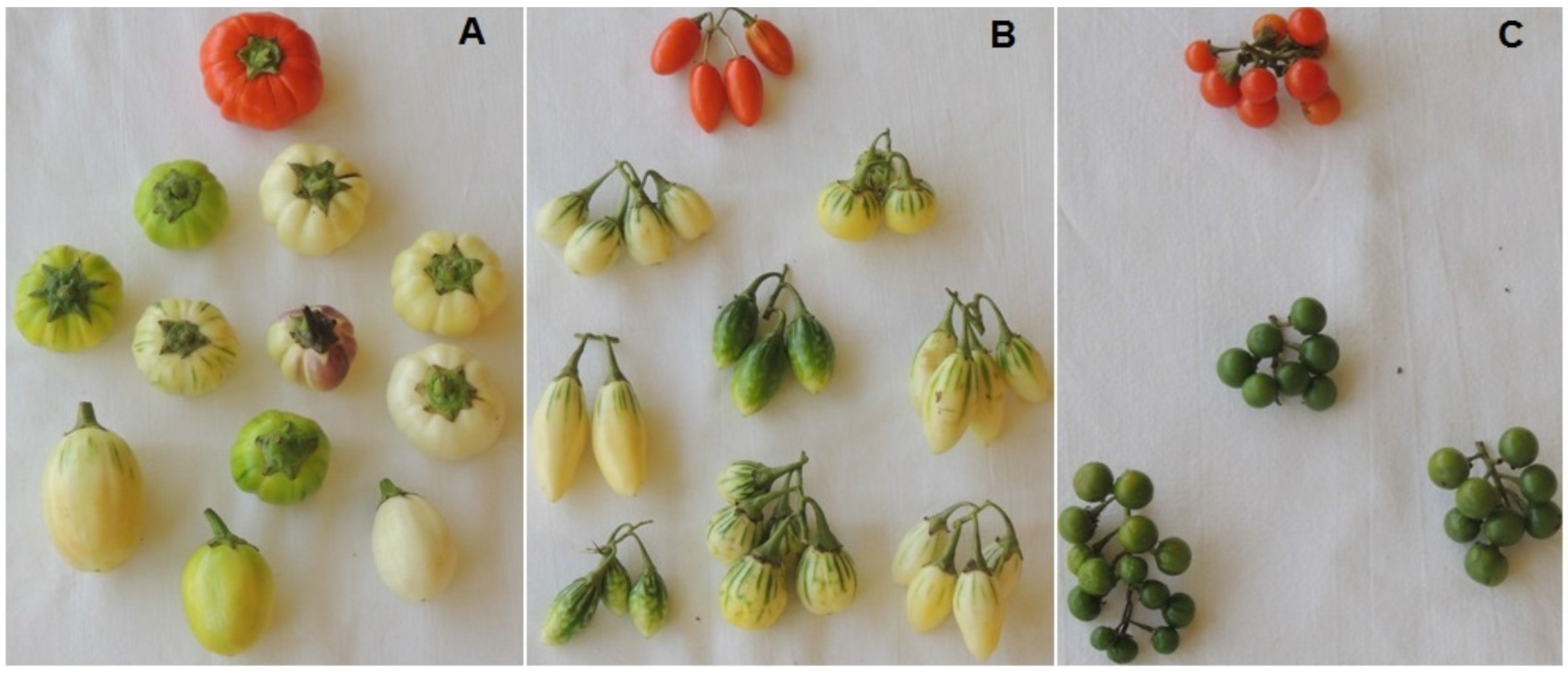 Solanum aethiopicum (african scarlet eggplant)