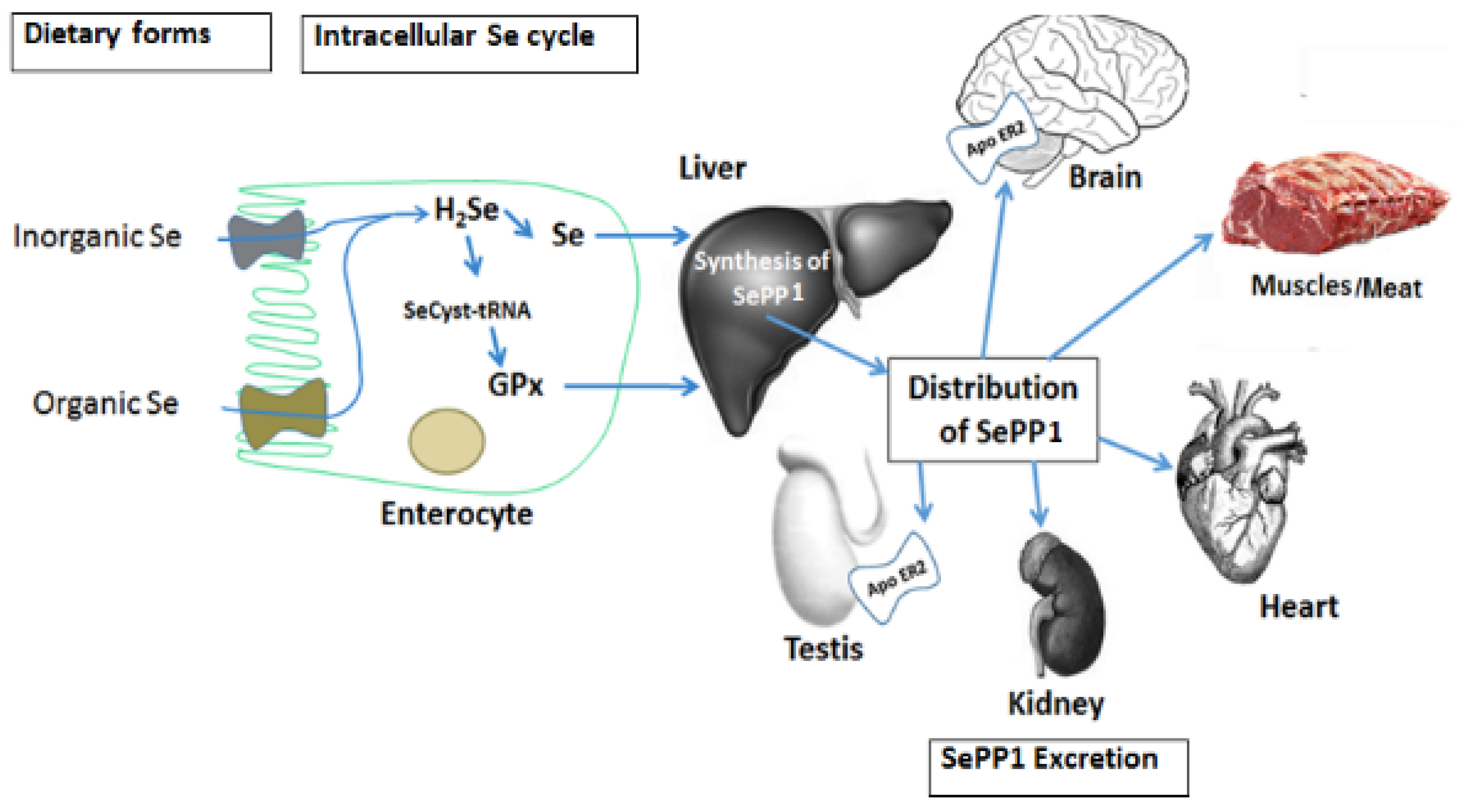 Agriculture | Free Full-Text | Selenium Biochemistry and Bioavailability: Implications for Animal Agriculture Agriculture | Free Full-Text | Selenium Biochemistry and Bioavailability: Implications for Animal Agriculture