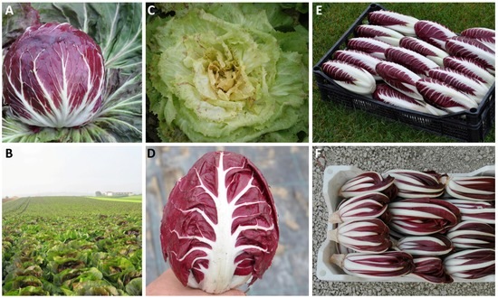 Chicory /'/'Brussels Witloof/'/' ~1000 Chicory Belgian Endive Top Quality Seeds