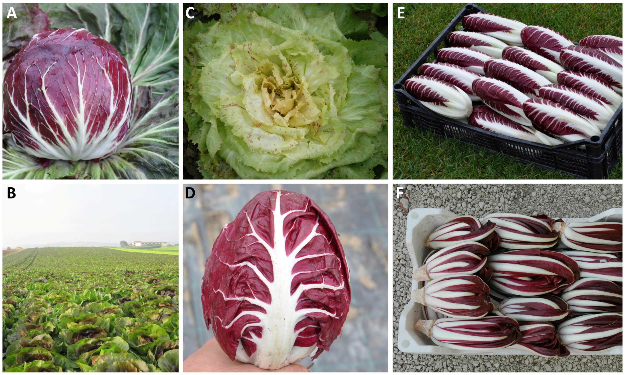 Agriculture 06 00050 g001 550