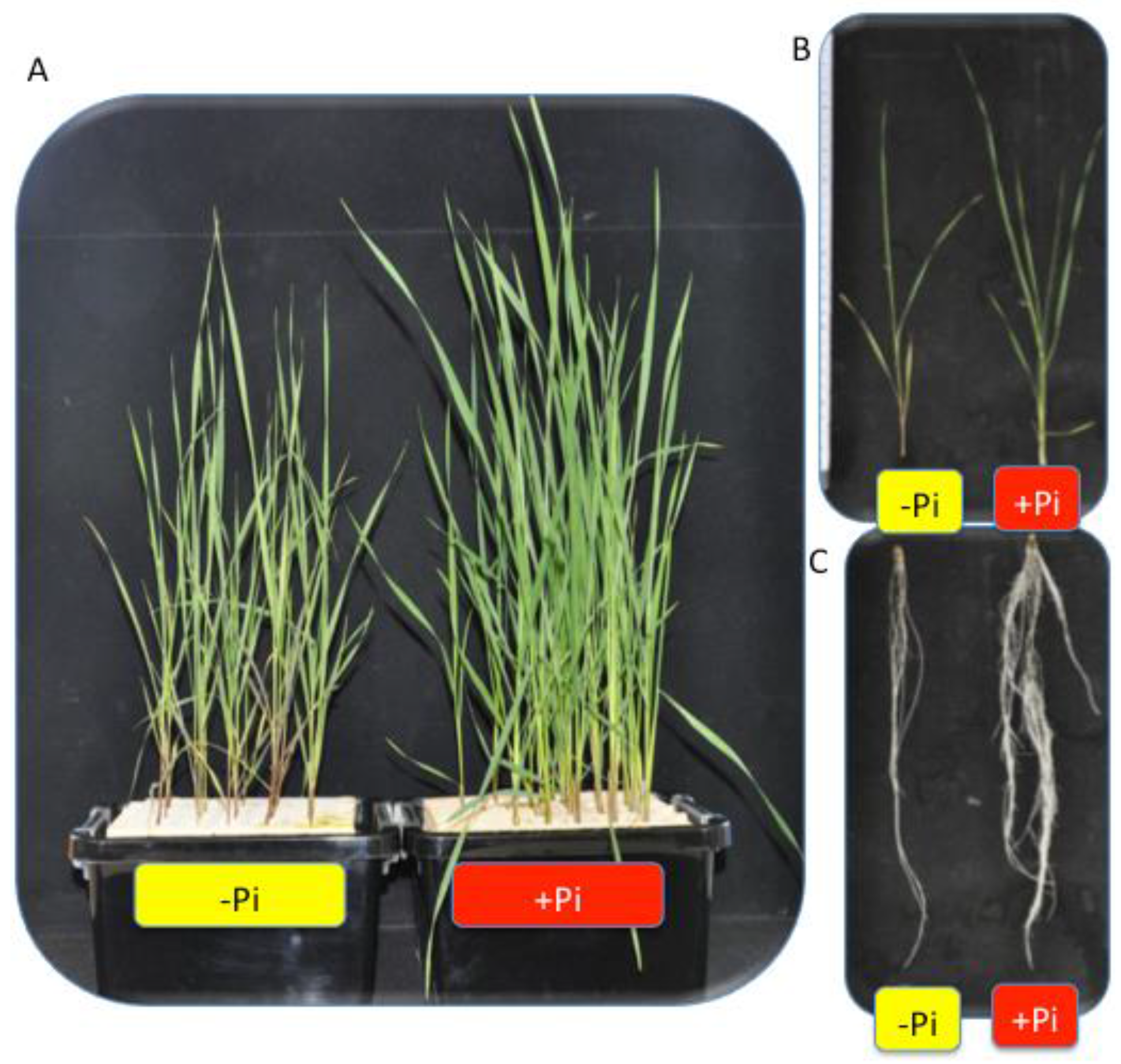 Agriculture 08 00027 g001