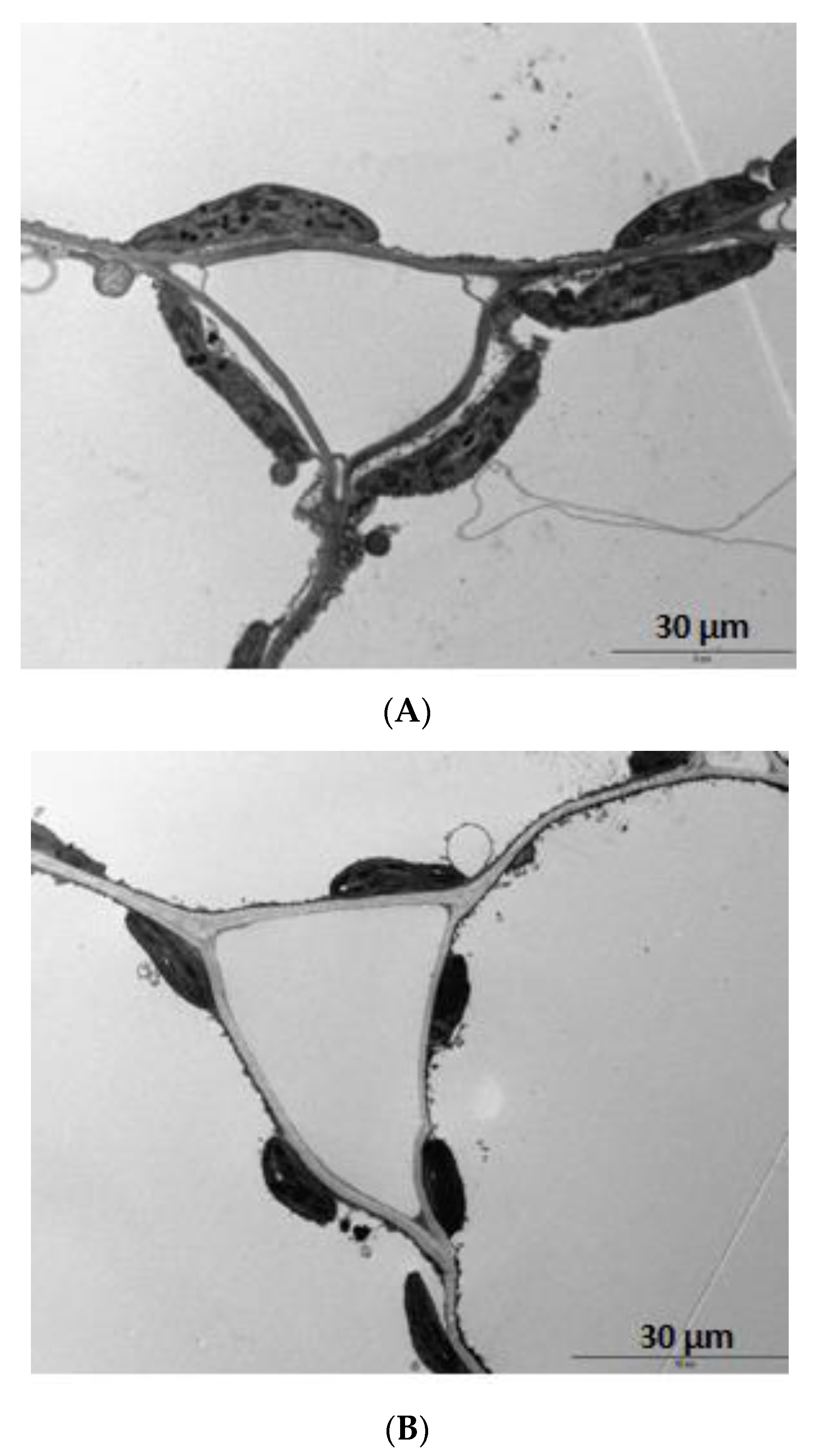 Agriculture 08 00029 g011