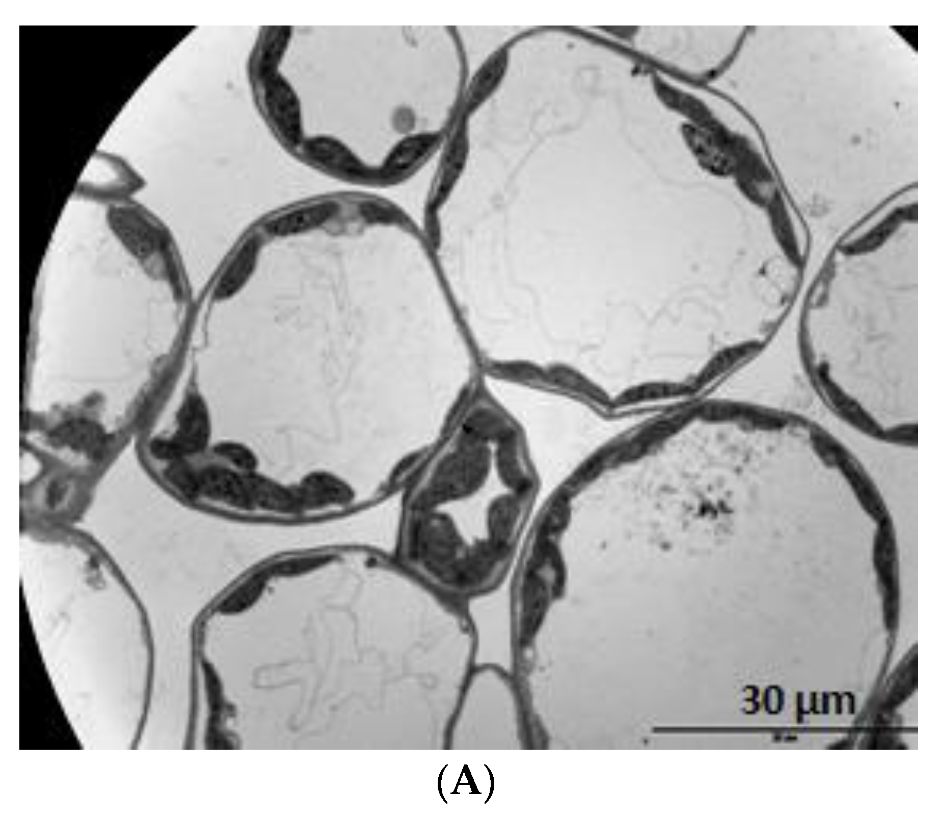 Agriculture 08 00029 g012a