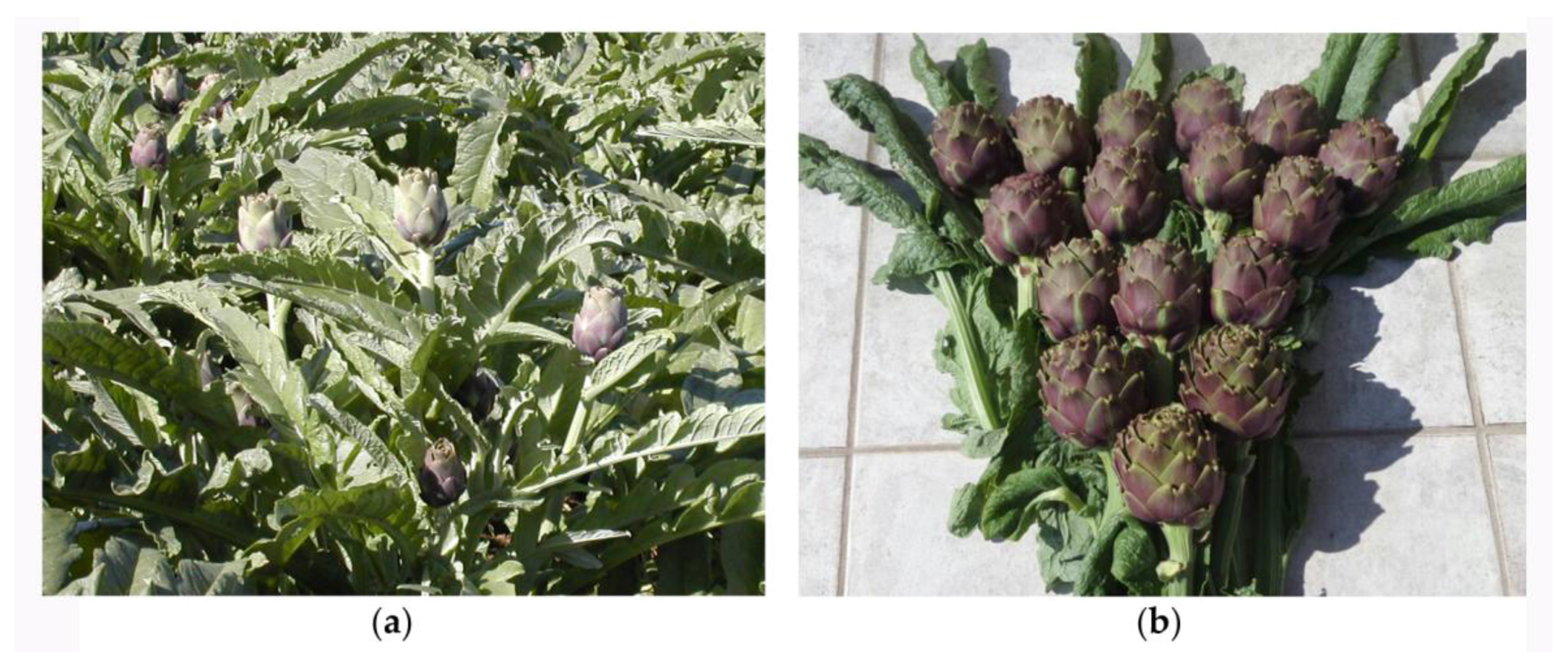 Agriculture 08 00036 g005 550