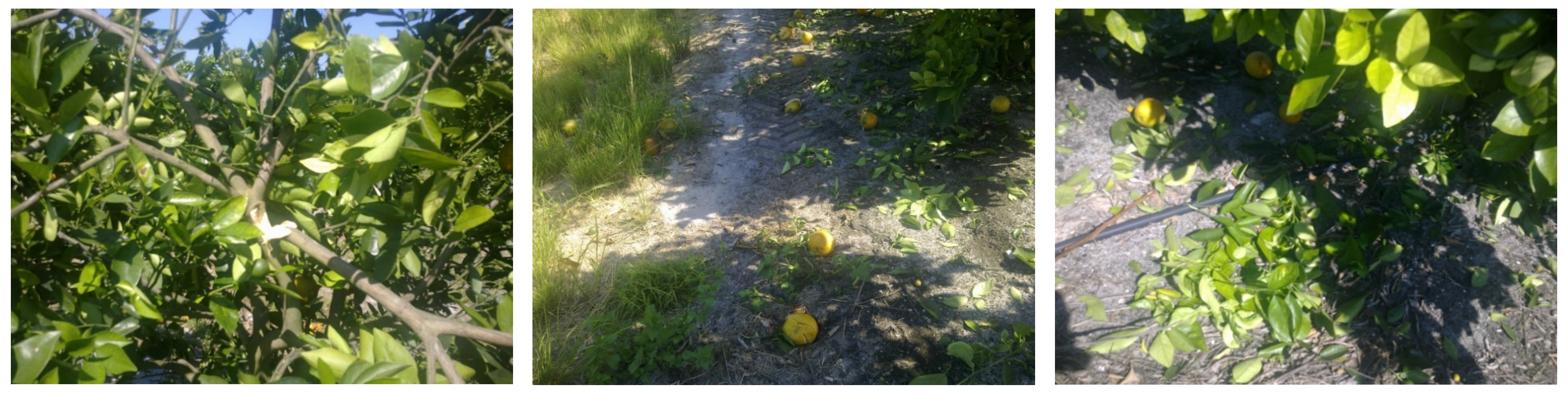 Agriculture 08 00038 g004