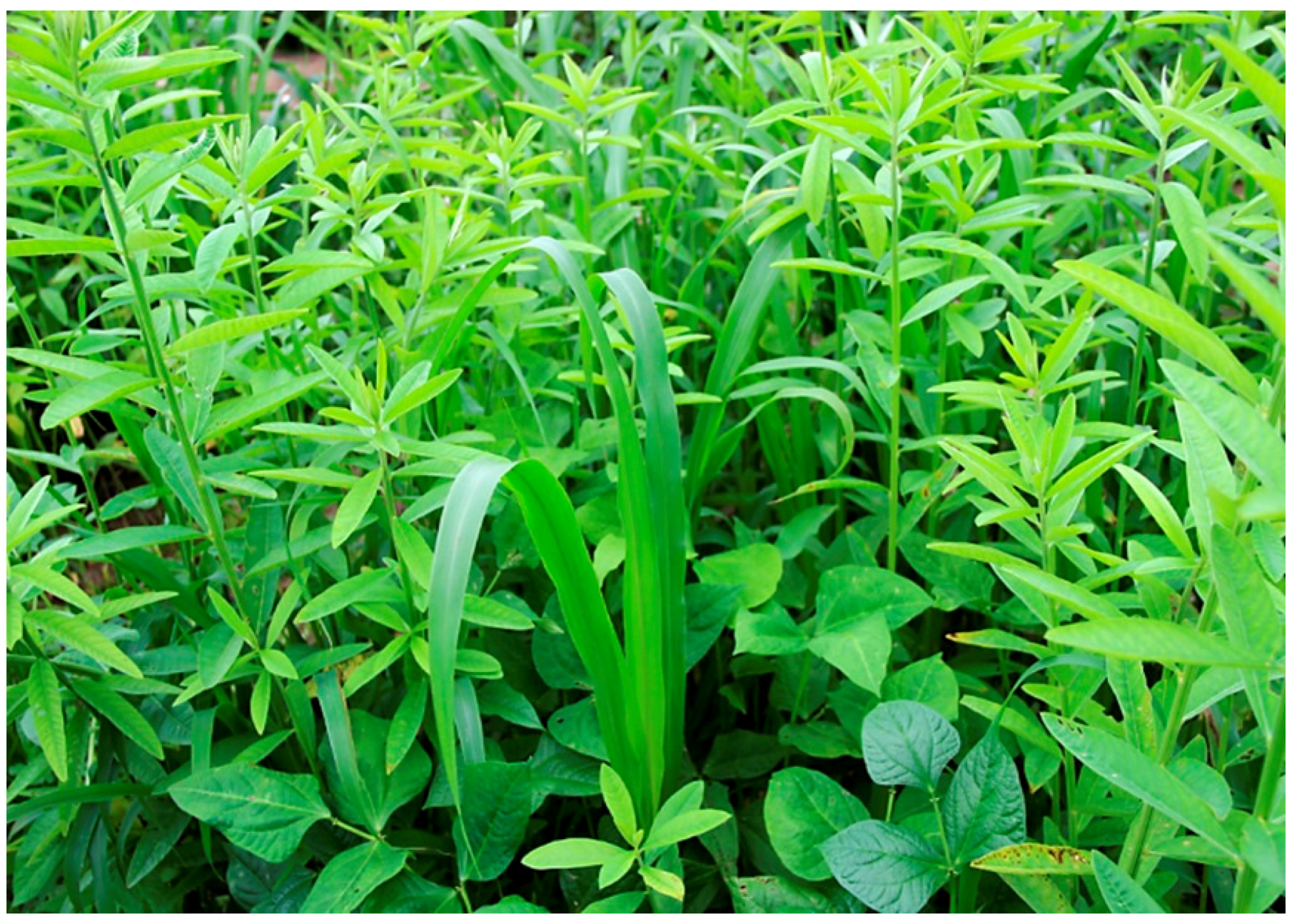 Agriculture | Free Full-Text | Advancing Intercropping Research ...