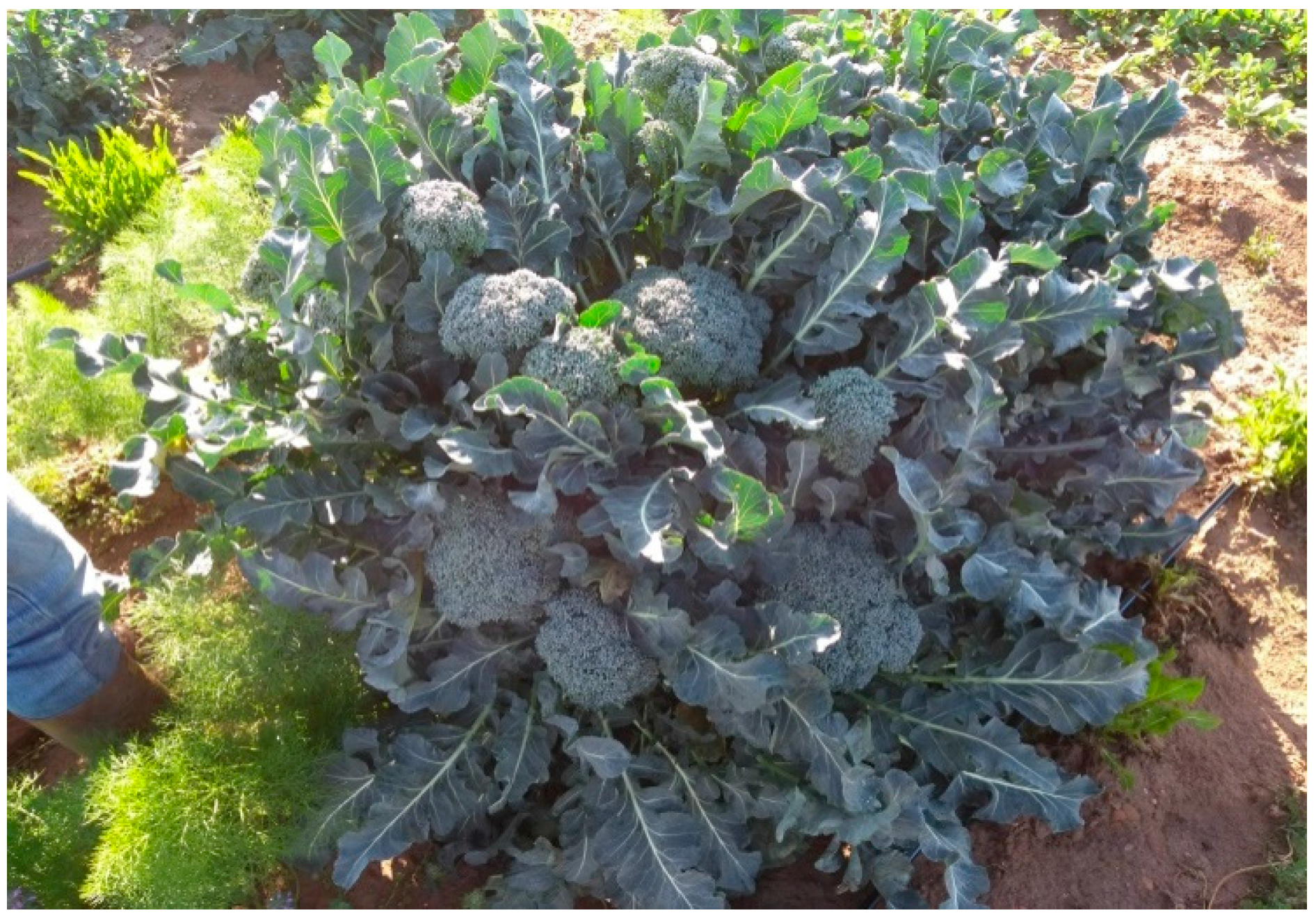 Agriculture 08 00105 g002 550