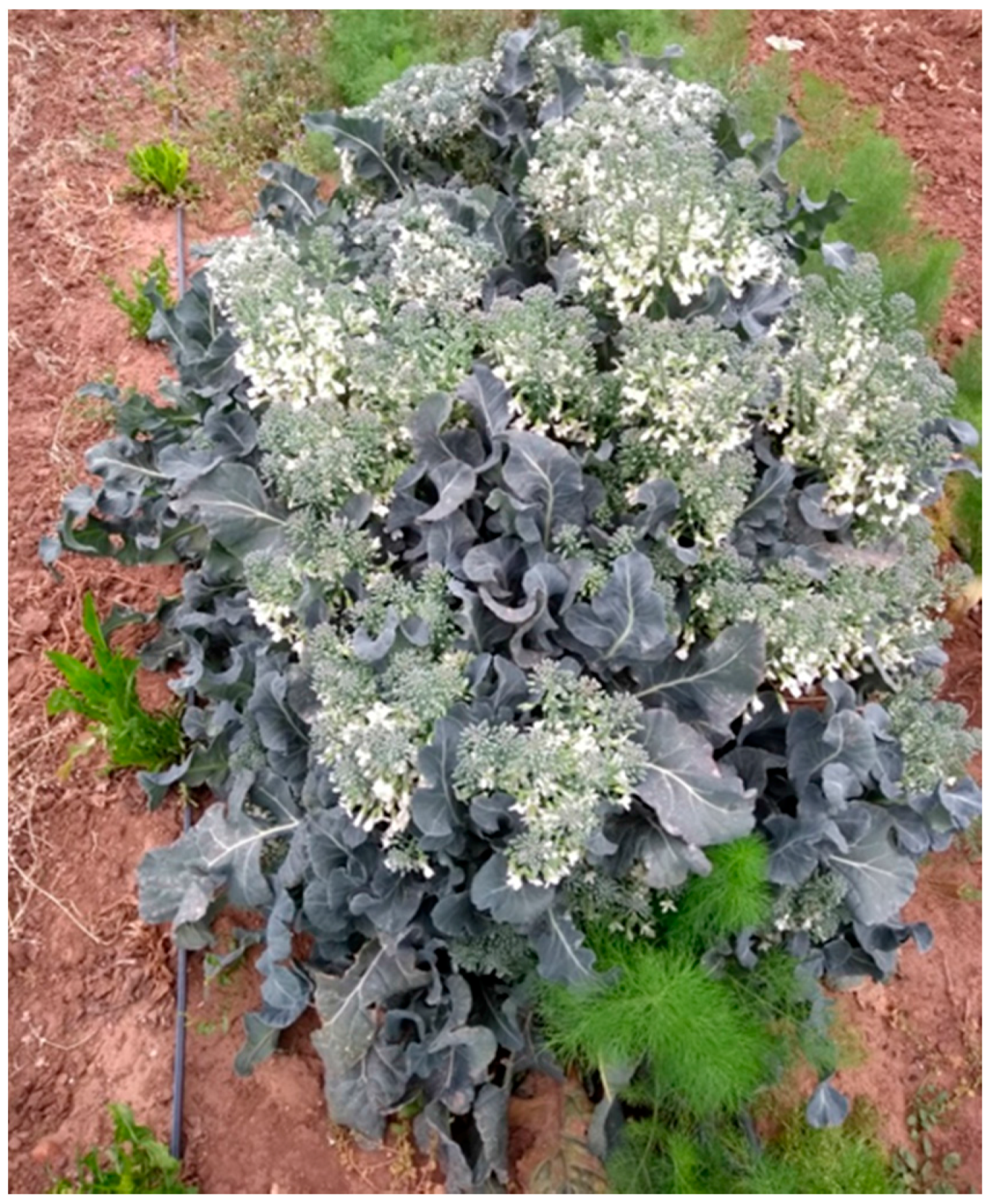 Agriculture 08 00105 g003 550