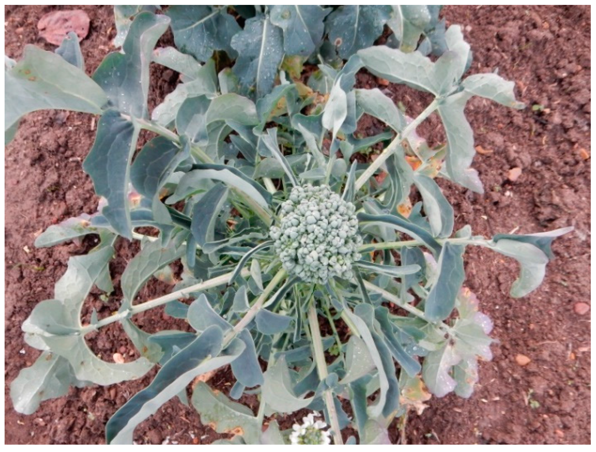 Agriculture 08 00105 g004 550