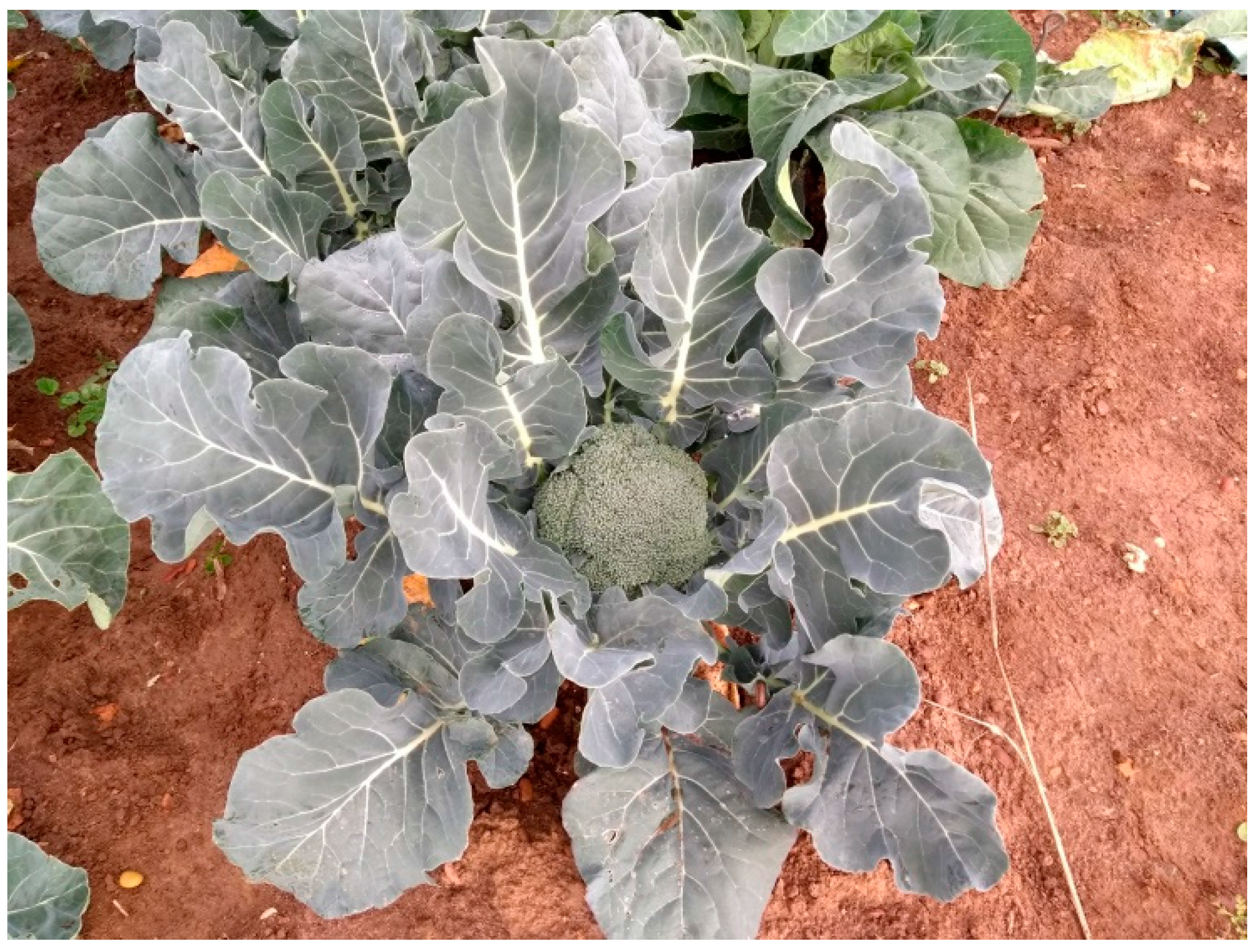 Agriculture 08 00105 g005 550