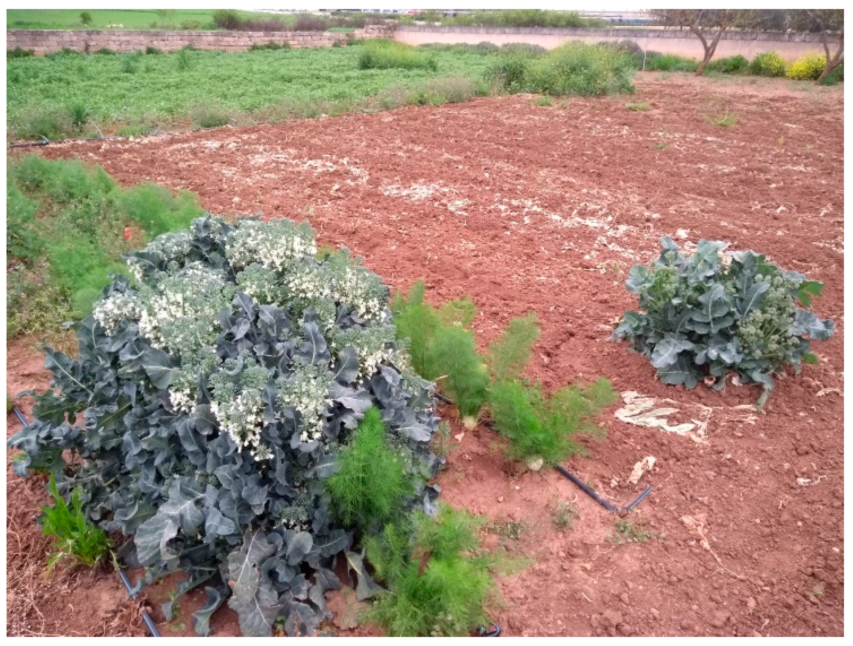 Agriculture 08 00105 g006 550