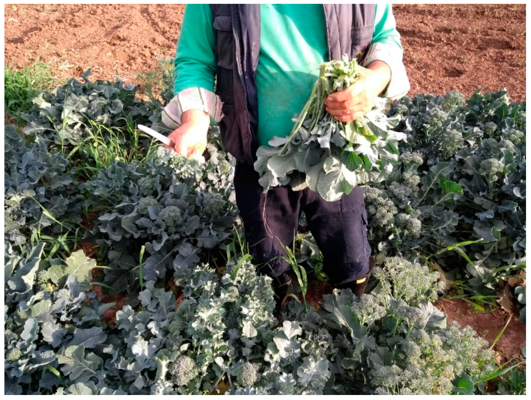 Agriculture 08 00105 g007 550