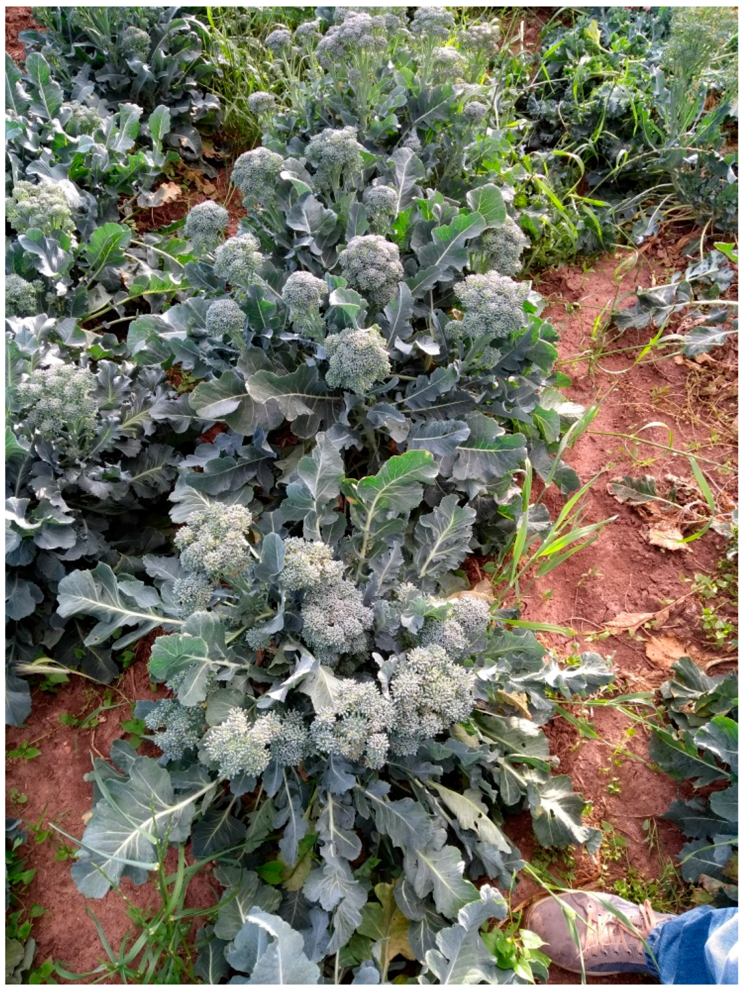 Agriculture 08 00105 g008 550