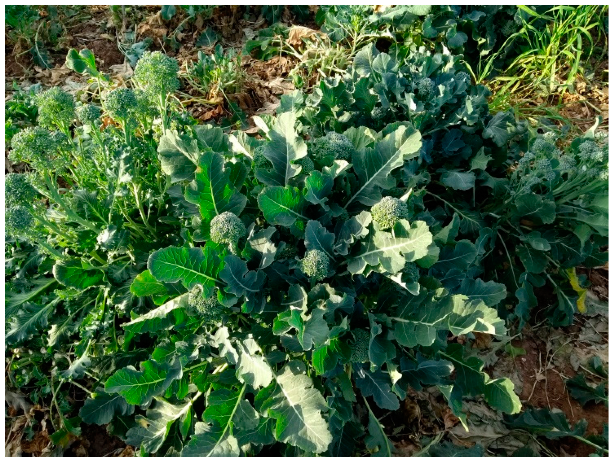 Agriculture 08 00105 g009 550