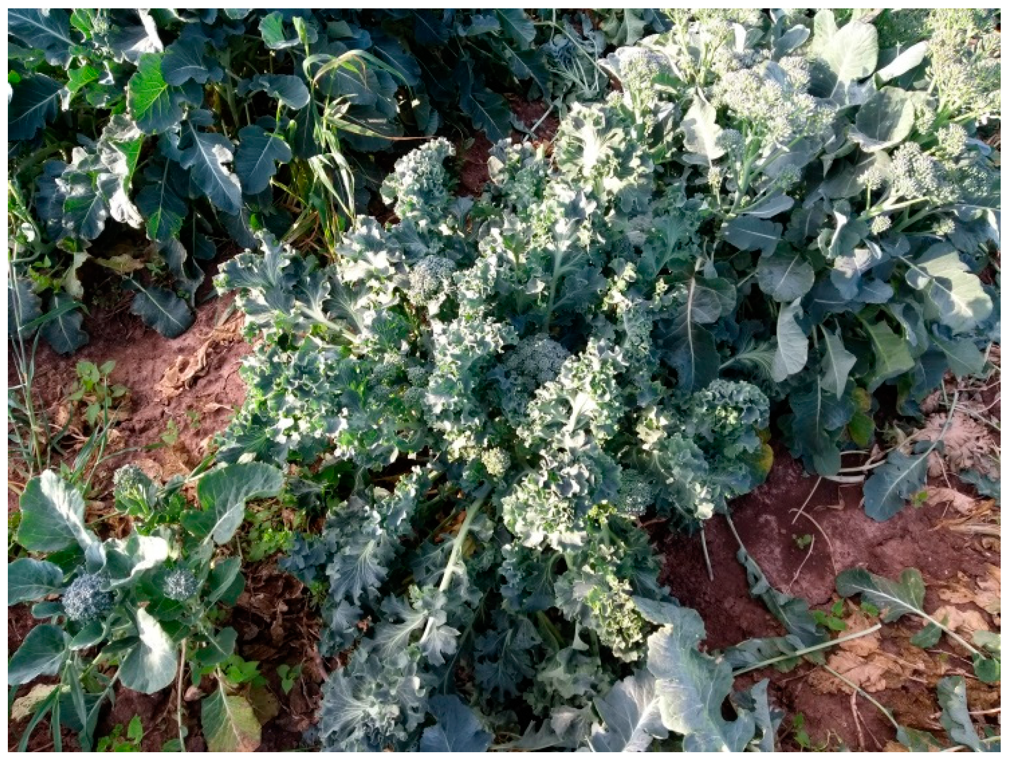 Agriculture 08 00105 g010 550