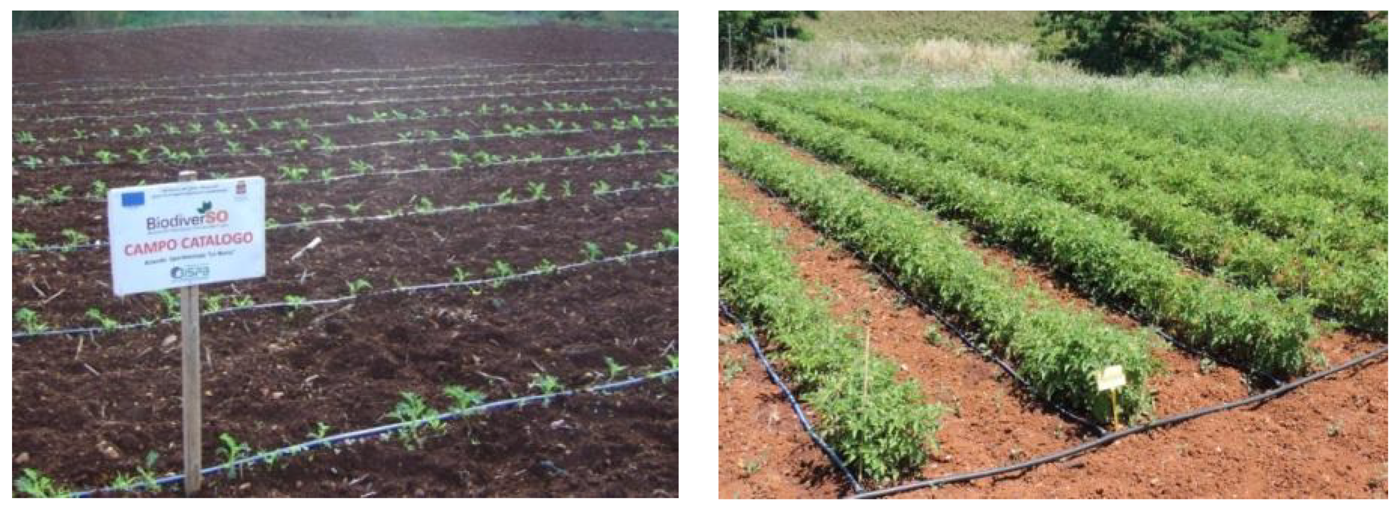 Agriculture 08 00128 g004
