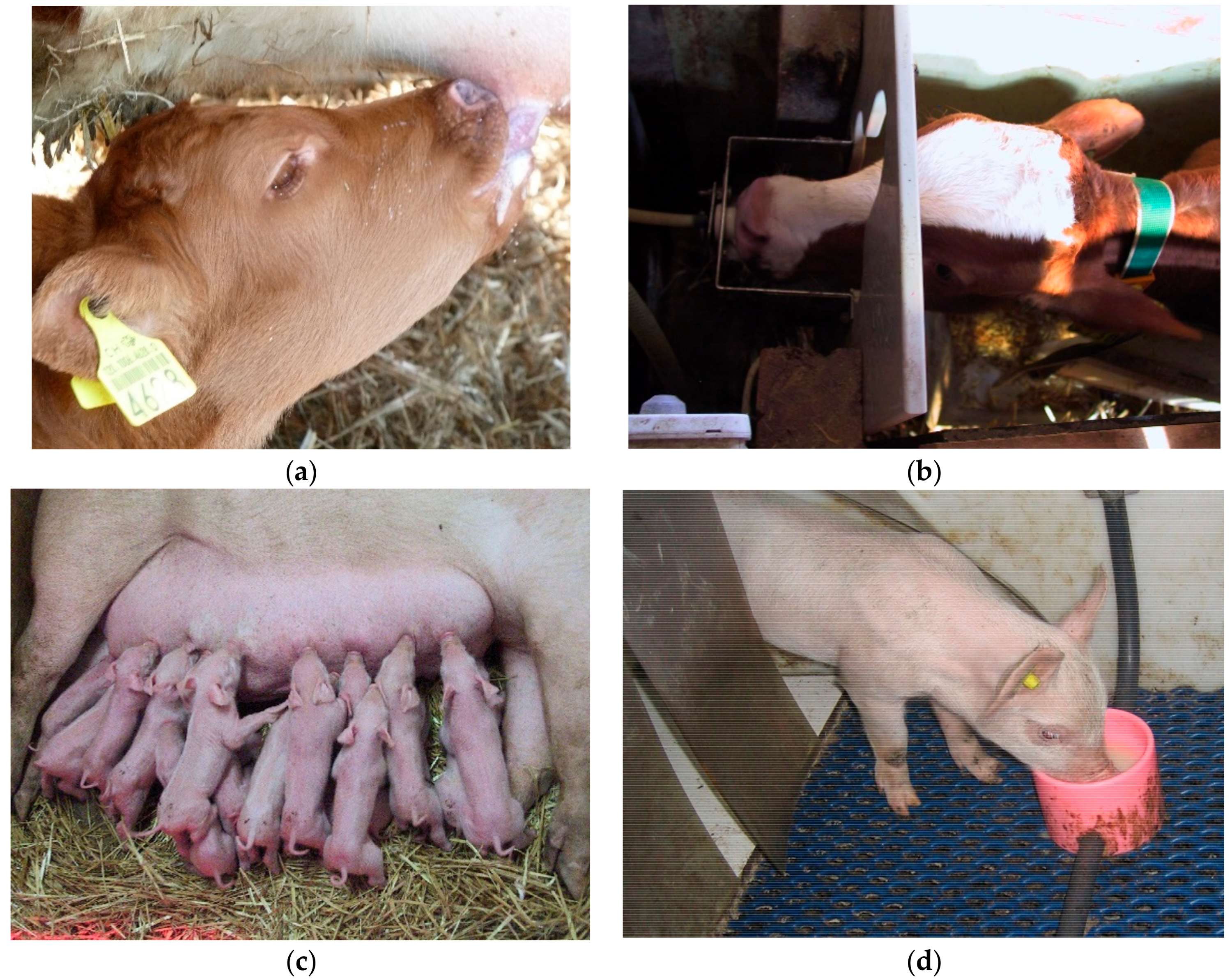 Agriculture 08 00136 g001