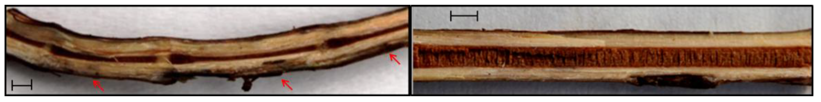 Agriculture 08 00189 g001