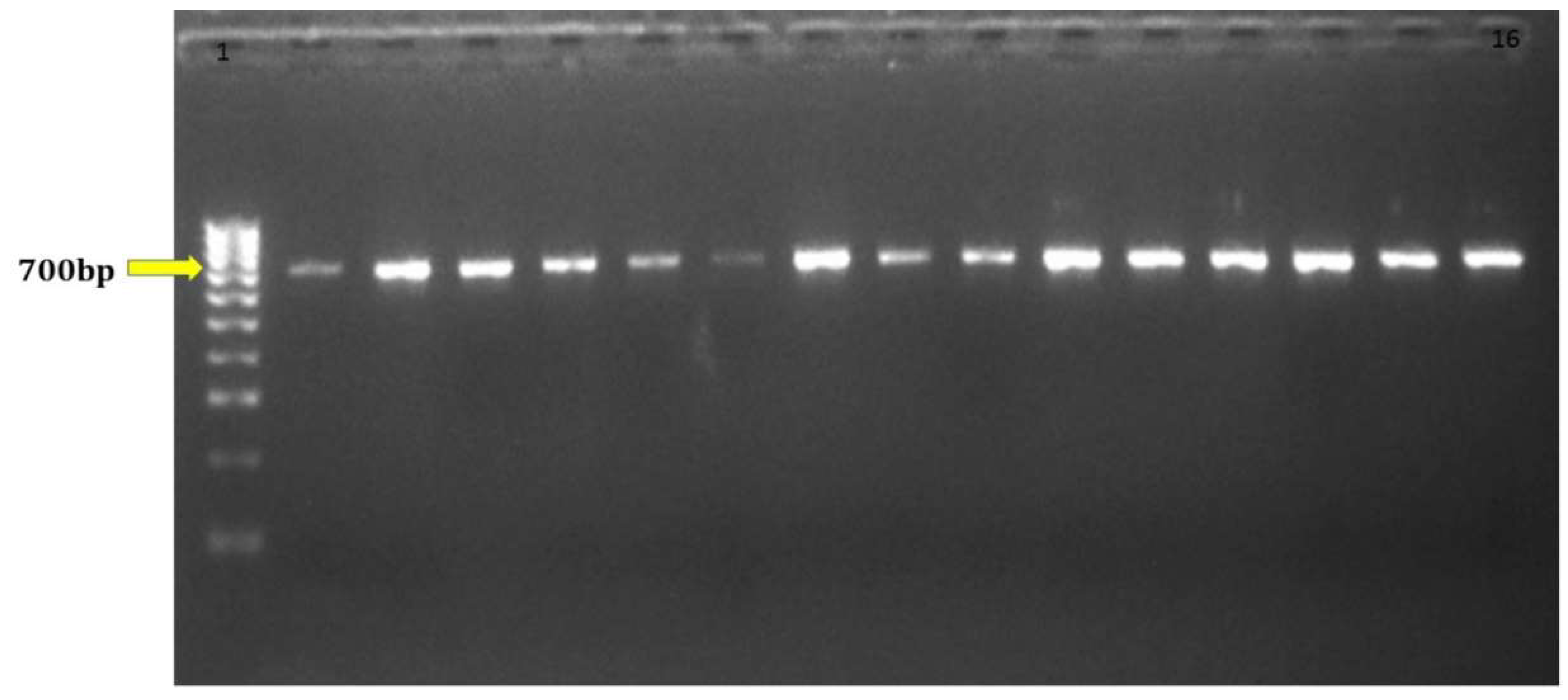 Agriculture 09 00007 g002