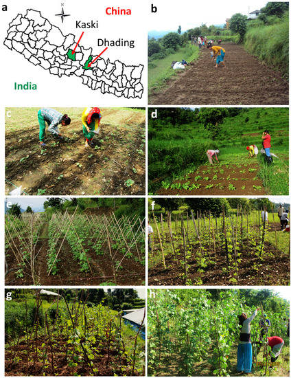 agriculture an open access