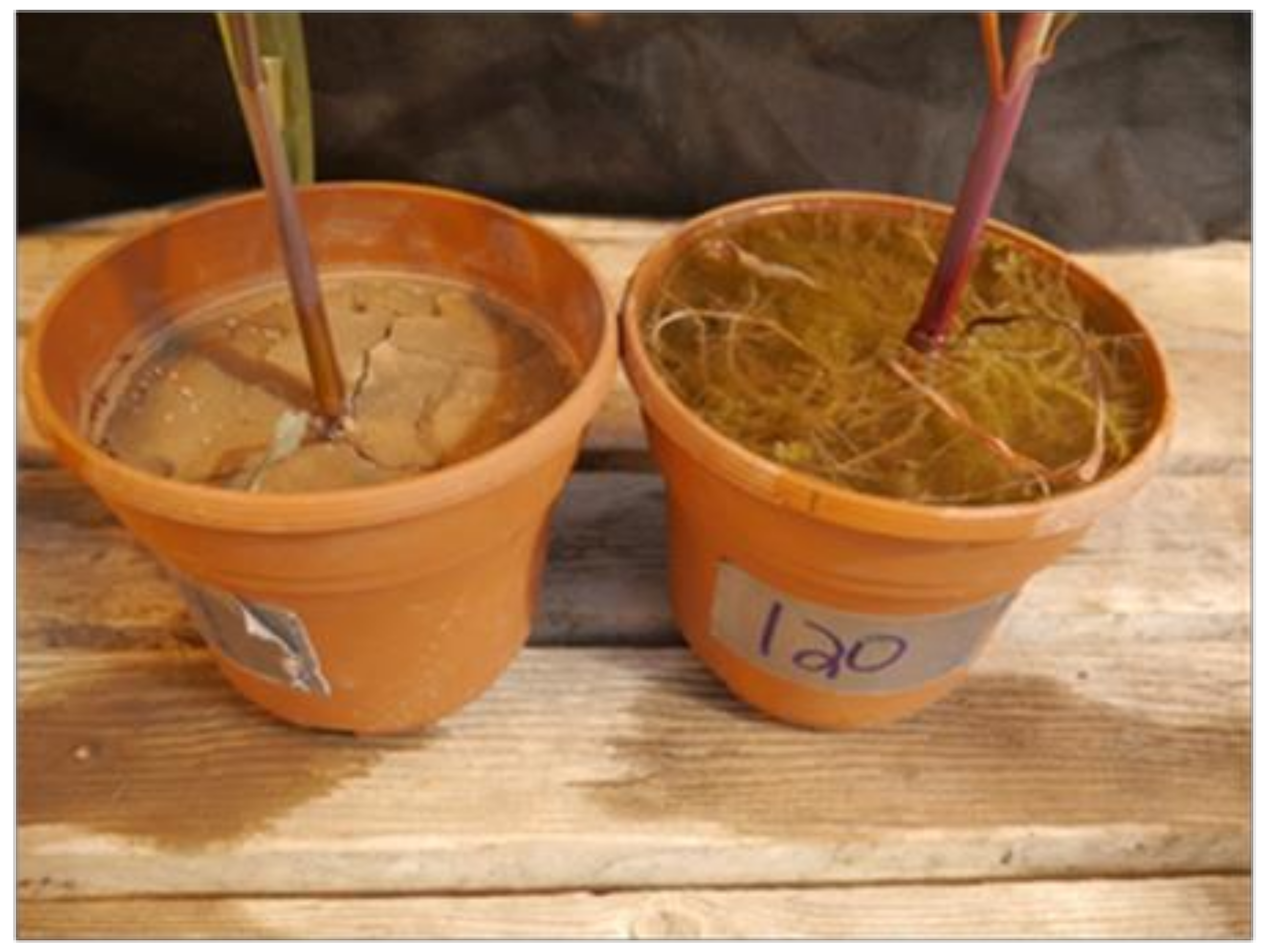 Agriculture 09 00033 g011