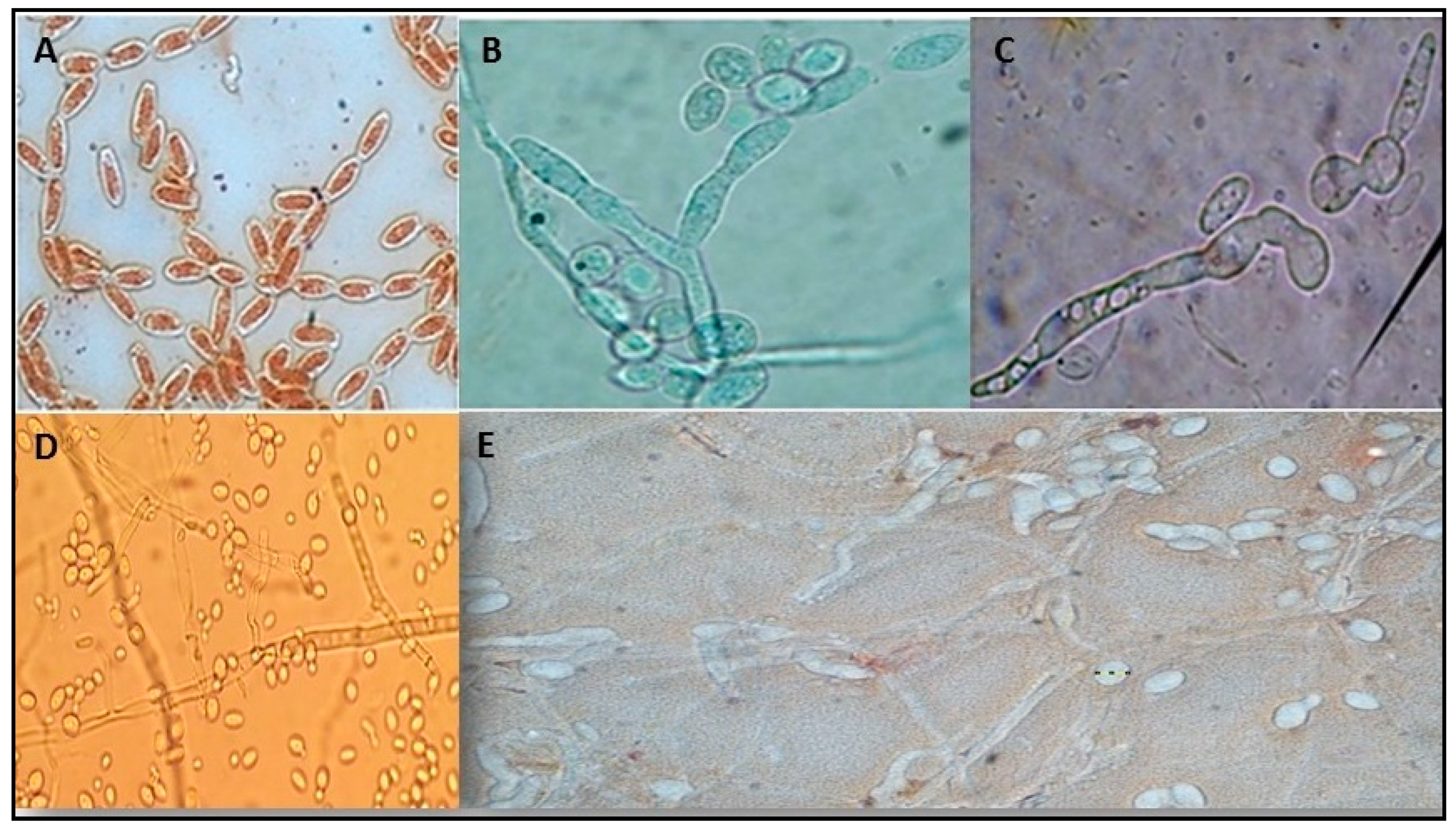 Agriculture 09 00044 g004 Agriculture 09 00044 g004