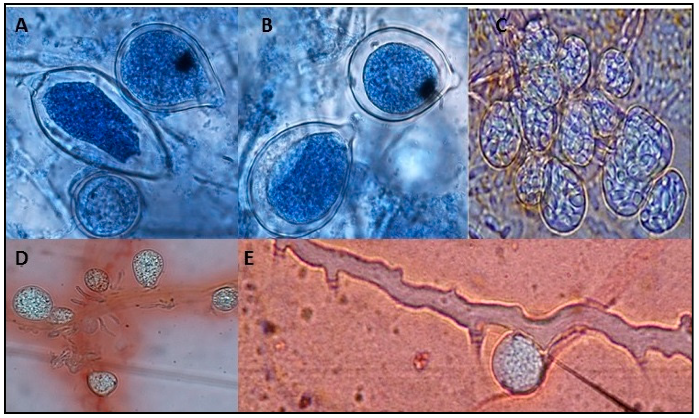 Agriculture 09 00044 g006 Agriculture 09 00044 g006